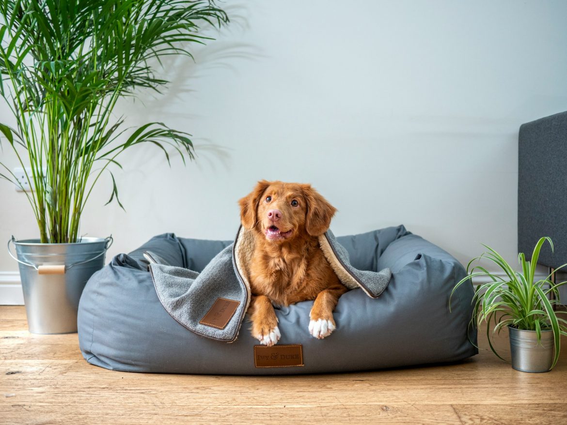 A dog is lying on a Eco-friendly pet care sofa