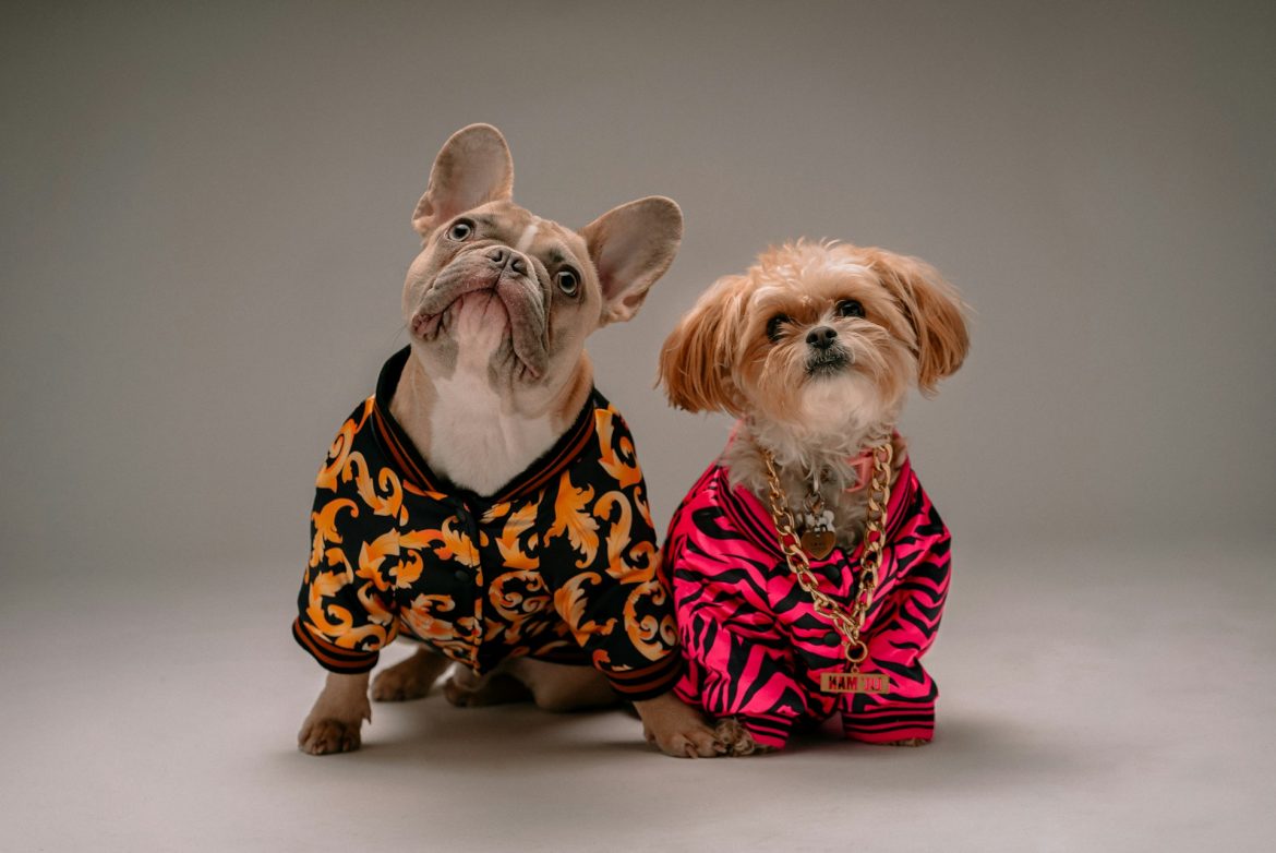 2 dogs with pet fashion and grooming