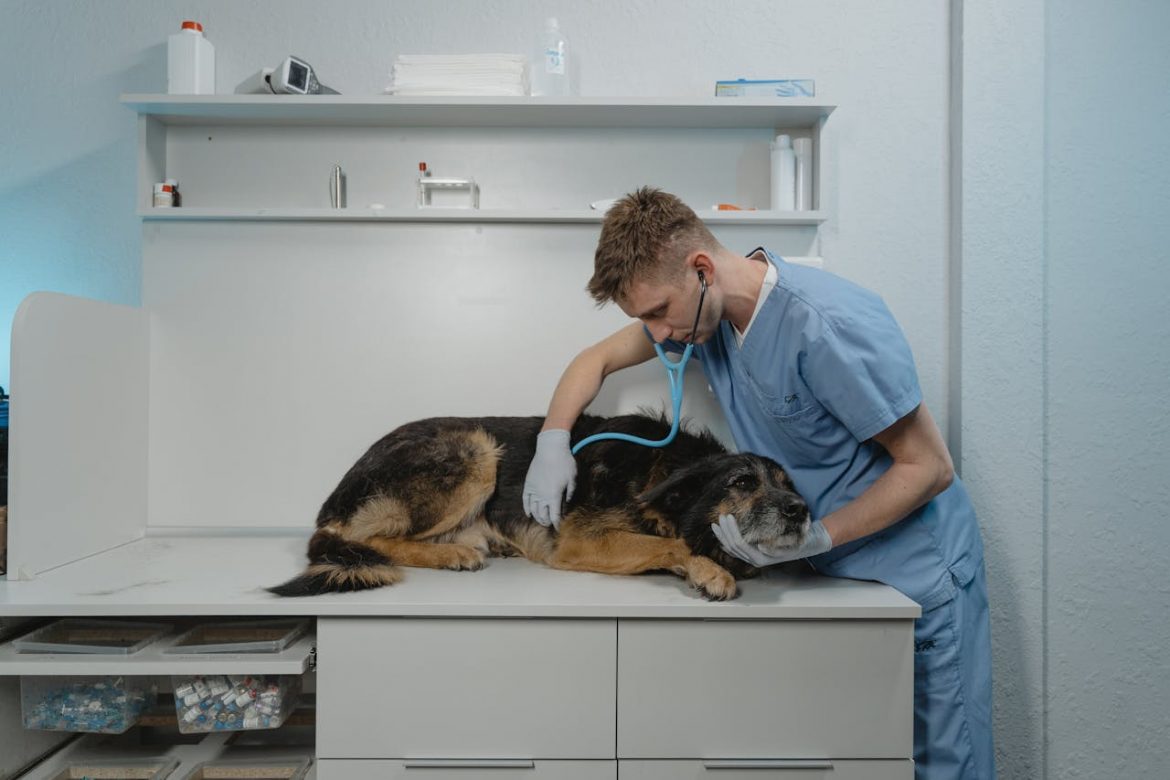 A vet is having a health check with a dog