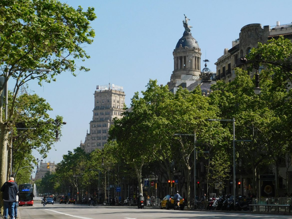 Green-leafed tree next to a road flanked by historic buildings.